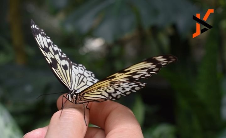 Https://Pussmoth.Com/El-Simbolismo-De-Un-Regalo-De-Mariposa-De-Cristal: Unveiling Symbolism